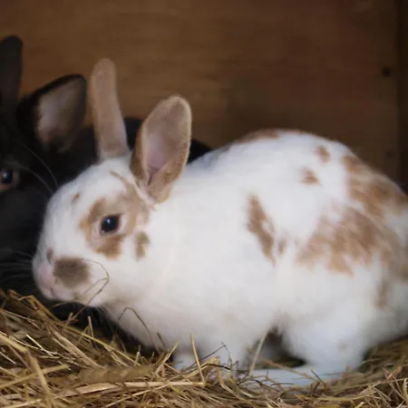 Bauernhof Koehlbrandt Feriegård *