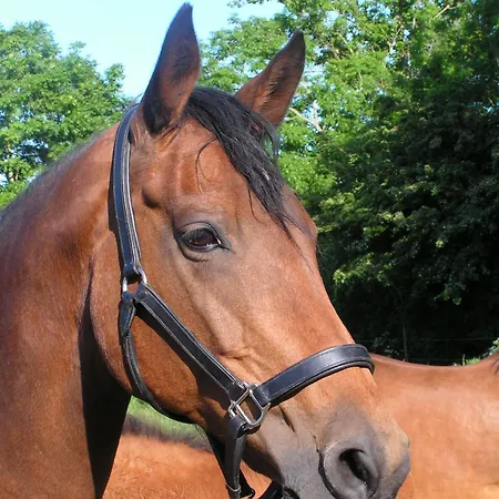 Bauernhof Koehlbrandt * Todendorf auf Fehmarn