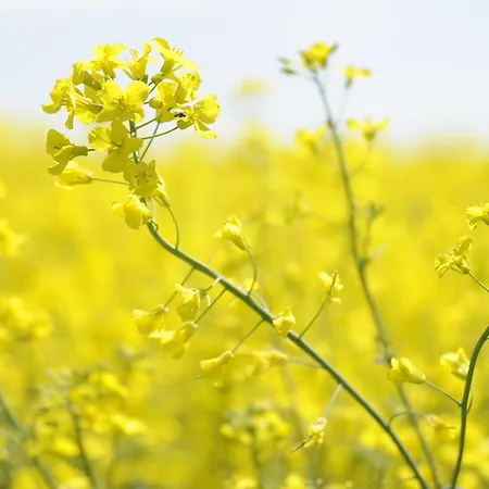 Bauernhof Koehlbrandt Todendorf auf Fehmarn