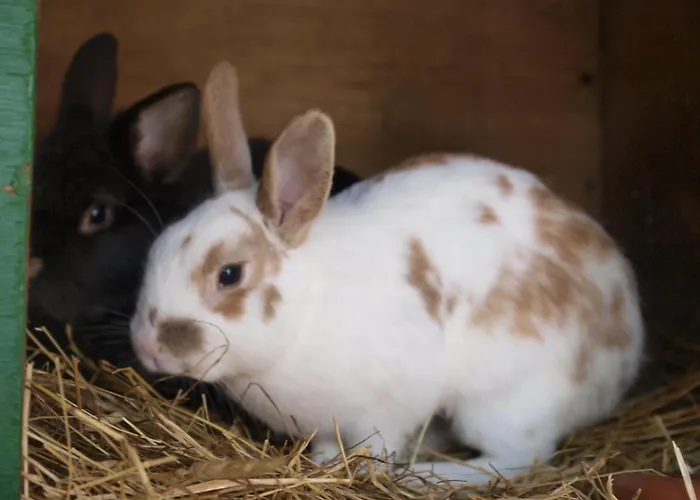 Bauernhof Koehlbrandt Alojamento de Turismo Rural *